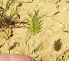 Eremopyrum orientale