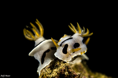 Chromodoris dianae