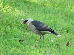 Acridotheres leucocephalus