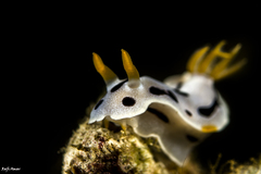 Chromodoris dianae