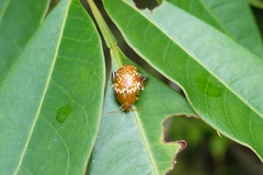 Asiophrida scaphoides