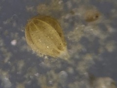 Oolina