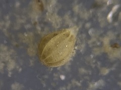 Oolina