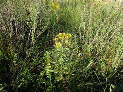 Senecio serratuloides