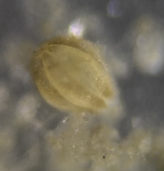 Oolina