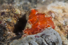 Platydoris sanguinea