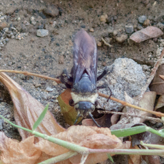 Campsomeriella
