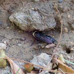 Campsomeriella
