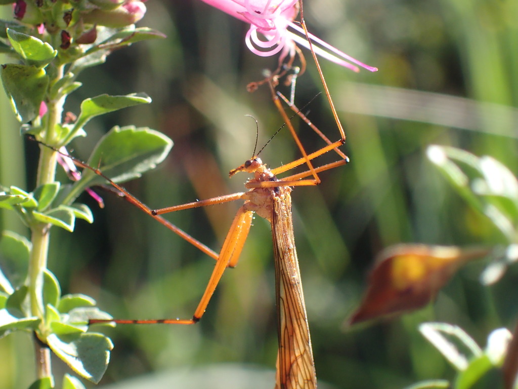 Bittacus walkeri