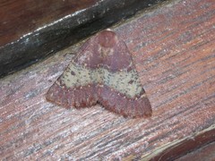 Drepanogynis oinophora