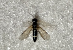 Allantus cinctus