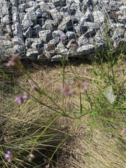 Verbena brasiliensis