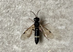 Allantus cinctus