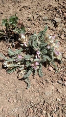 Astragalus parryi