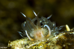Phyllodesmium opalescens
