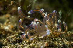 Phyllodesmium opalescens