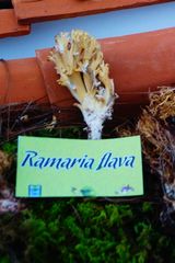 Ramaria flava image