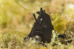 Nudiantennarius subteres