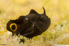 Nudiantennarius subteres