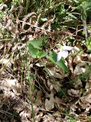 Viola lactea