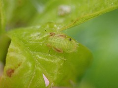 Cacopsylla peregrina