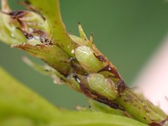 Cacopsylla peregrina
