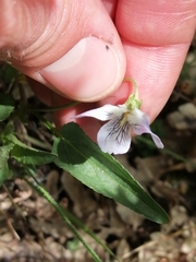 Viola lactea