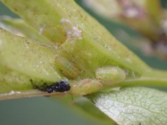 Cacopsylla peregrina