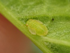 Cacopsylla peregrina