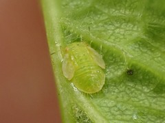 Cacopsylla peregrina