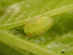 Cacopsylla peregrina
