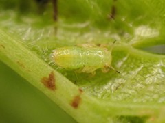 Cacopsylla peregrina