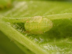 Cacopsylla peregrina