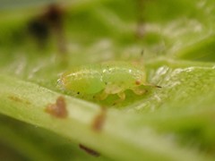 Cacopsylla peregrina