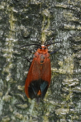 Phauda flammans