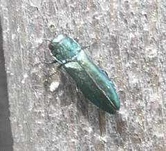 Agrilus cyanescens
