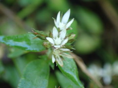 Crassula pellucida brachypetala