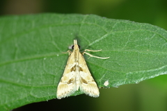 Diasemia accalis