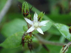 Crassula pellucida brachypetala