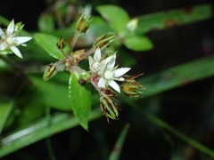 Crassula pellucida brachypetala