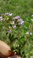 Thymus longicaulis
