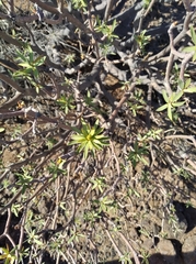 Euphorbia balsamifera image