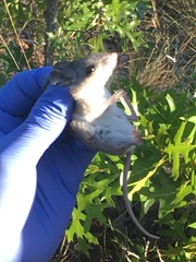 Podomys floridanus