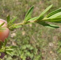 Thymus longicaulis