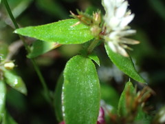 Crassula pellucida brachypetala