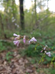 Hylodesmum nudiflorum