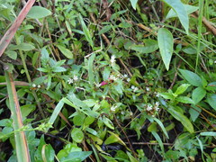 Crassula pellucida brachypetala