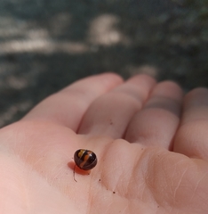 Glomeris pulchra