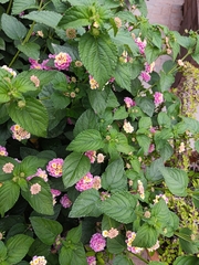 Lantana camara