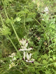 Fumaria bastardii